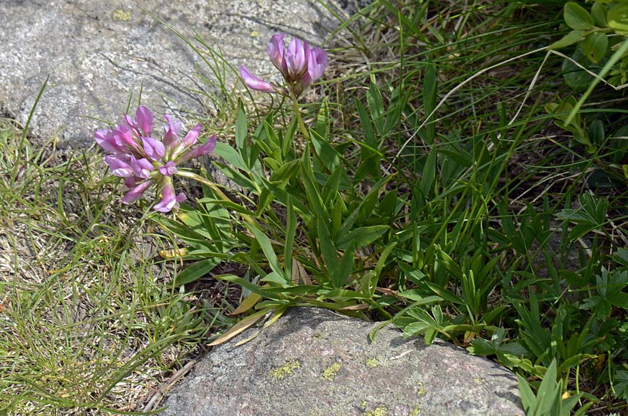 Trifolium alpinum / Trifoglio alpino